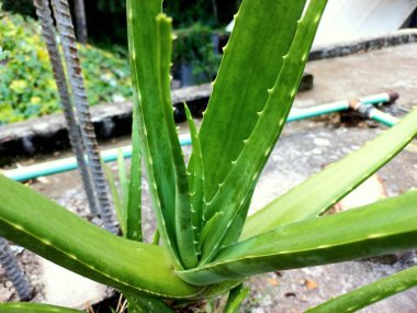 aloe vera bitkisi (aloe vera), aloe vera familyasından bir bitki türüdür.