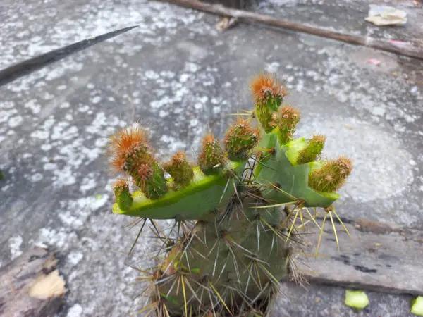 Peru Elma Kaktüsü (Cereus repandus f. monstrosus) (Miller) grefti