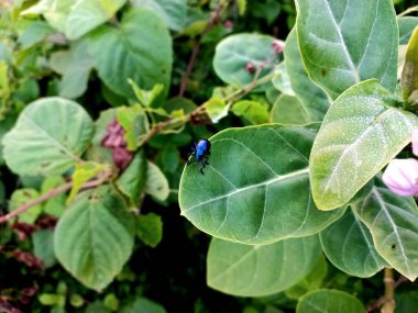 Yeşil yapraklı siyah bir böceğin yakın plan fotoğrafı.