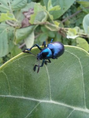 Yeşil yapraklı siyah bir böceğin yakın plan fotoğrafı.