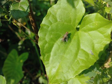 Ormanda yeşil yapraklar