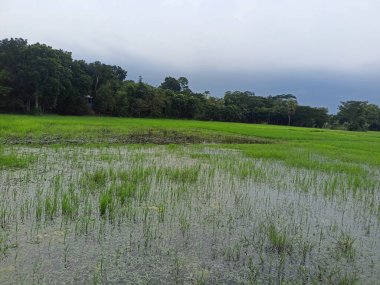 Çimen tarlası ve bulutlu gökyüzü olan güzel bir manzara.