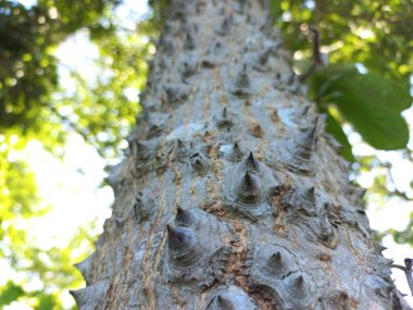 Ağaç Gövdesi deseni makro çekim