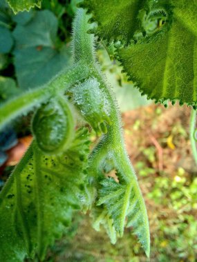 makro manzaralı bir bitkinin yeşil yaprakları