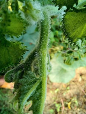 makro manzaralı bir bitkinin yeşil yaprakları