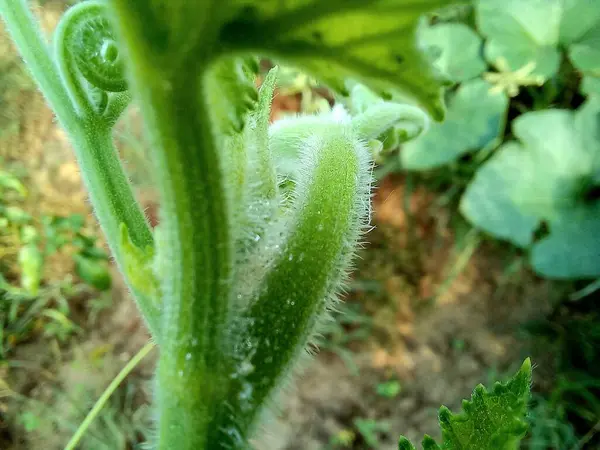 makro manzaralı bir bitkinin yeşil yaprakları