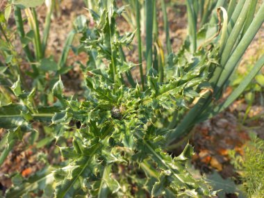 Yeşil santrali kapatın.