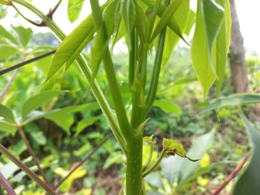 Bahçede yetişen bitkinin yakınına.