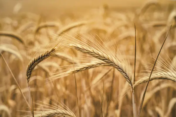 Getreideernte Vor Blauem Und Grauem Himmel Vordergrund Ähren Mit Plantagenhintergrund — Stockfoto