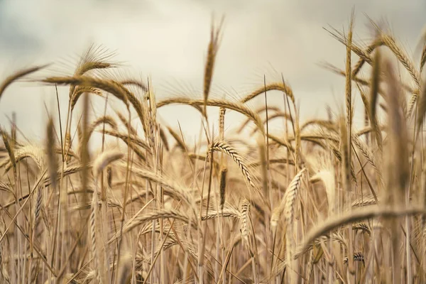 Зерновые Культуры Фоне Голубого Серого Неба Колосья Пшеницы Переднем Плане — стоковое фото