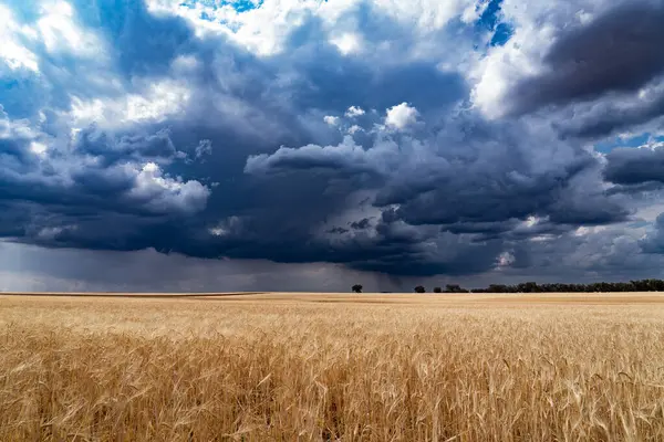Paesaggio Coltura Cerealicola Matura Contro Cielo Blu Grigio Tempesta Pioggia — Foto Stock