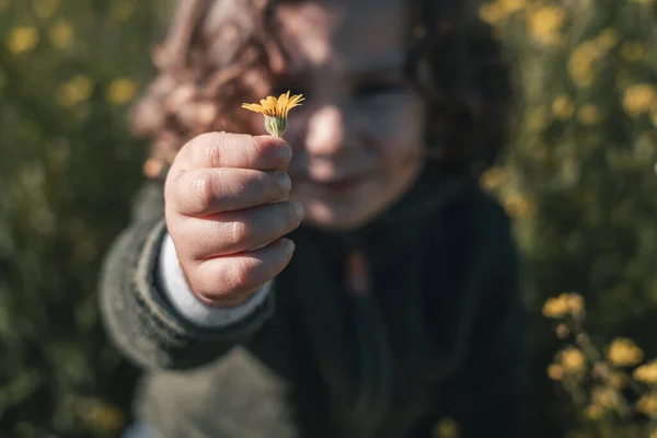 Крупный План Портрет Желтого Цветка Руке Маленького Мальчика Показывающего Камеру — стоковое фото