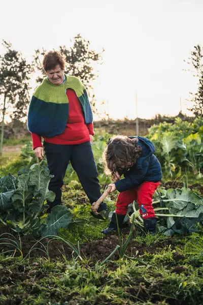 Nonna Che Insegna Suo Nipote Come Raccogliere Piante Coltivate Giardino — Foto Stock