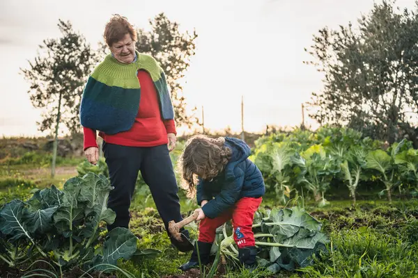 Nonna Che Insegna Suo Nipote Come Raccogliere Piante Coltivate Giardino — Foto Stock