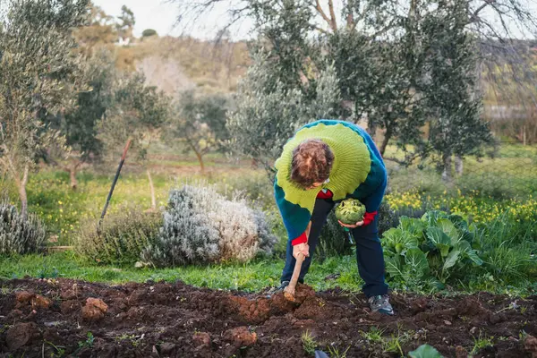 Donna Anziana Che Lavora Terreno Del Giardino Con Broccolo Raccolto — Foto Stock