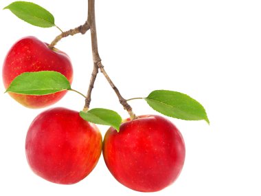 Olgun kırmızı elma meyveli elma dalı beyaza izole edilmiş.
