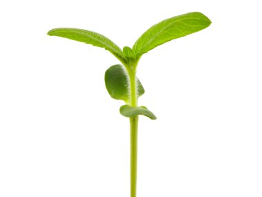 Genç ayçiçeği bitkisi beyaz üzerine izole edilmiş