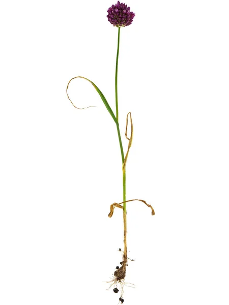 Ajo Silvestre Ajo Cuervo Aislado Sobre Blanco Allium Vineale — Foto de Stock