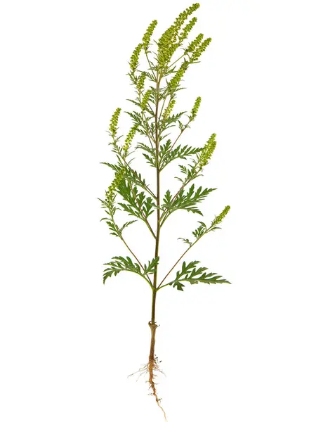 Planta Floreciente Ambrosía Común Aislada Sobre Blanco Ambrosia Artemisiifolia — Foto de Stock