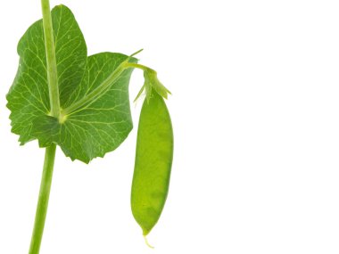 Beyaz kabuklu bezelye bitkisi