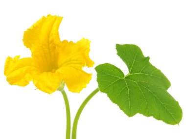 Beyaz balkabağı çiçeği ve yeşil yaprak