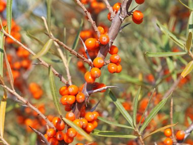 Buckthorn Denizi 'nin olgun portakal meyveleriyle dolu bir dalı. Hippophae rhamnoidleri
