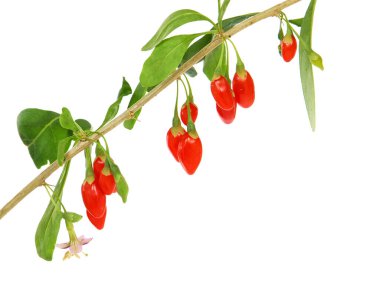 Bir dal Goji meyvesi ya da olgun meyveli Wolfberry, Lycium barbarı.
