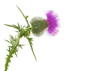 Mızrak devedikeni çiçeği beyaz üzerine izole edilmiş.