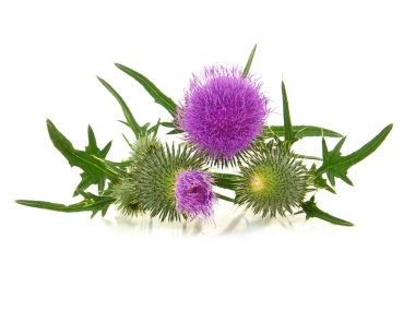 Devedikeni çiçeği beyaz, devedikeni, şifalı bitki