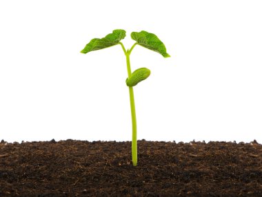 Baharda toprakta taze fasulye.