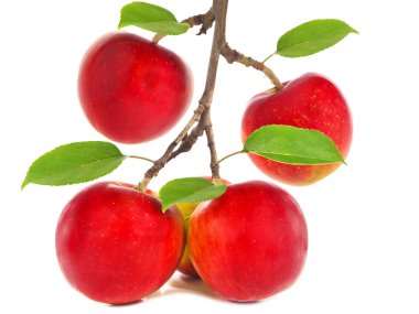 Olgun kırmızı elma meyveli elma dalı beyaza izole edilmiş.