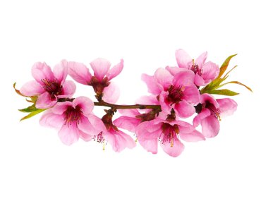 Pembe çiçekli şeftali ağacı dalı beyaz, pembe bahar çiçekleri üzerine izole edilmiş.