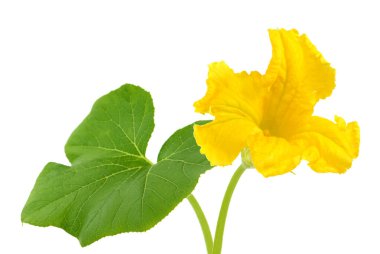 Sarı kabak çiçeği beyazda izole edilmiş.
