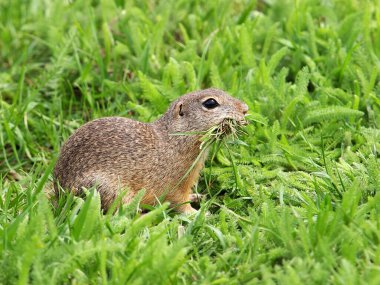 Avrupa sincabı yuva için ot topluyor, Spermophilus citellus