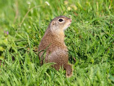 Avrupa zemin sincap, Spermophilus citellus