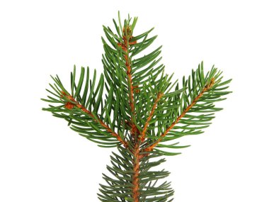 Firavun ağacı dalı beyazda yalıtılmış