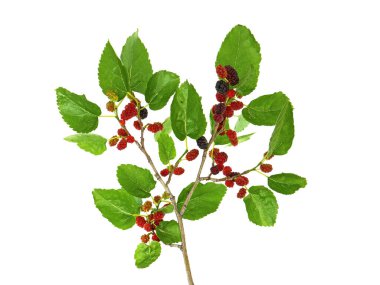 Beyaz meyveli siyah dut ya da böğürtlen dalı