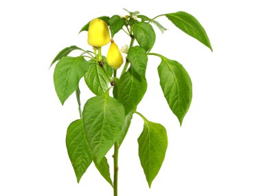 Sarı biber bitkisi beyaza izole edilmiş.