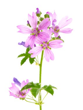 Beyaz üzerine izole pembe mallow çiçekleri, Malva sylvestris