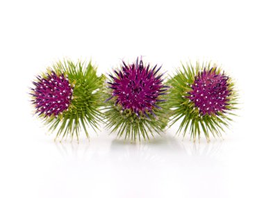 Burdock çiçeği beyaz, Arctium lappa, tıbbi bitki