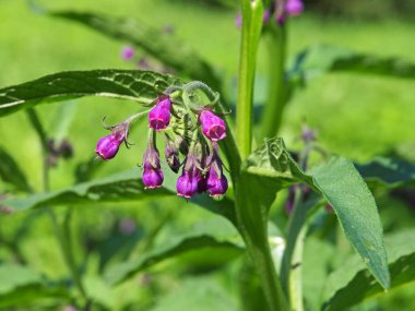 Mor papağan çiçekleri ya da hakiki papağan, Symphytum officinale