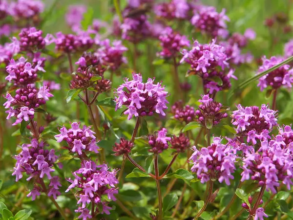 Breckland kekiğinin mor çiçekleri, Thymus serpillum