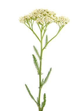 Yarrow bitkisinin beyaz çiçeği, Achillea millefolium