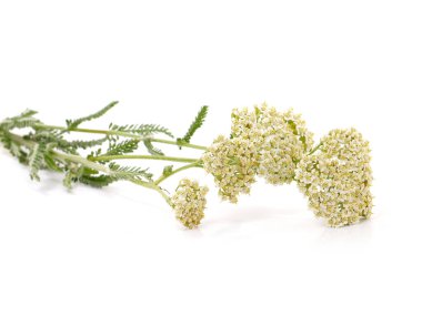 Yarrow bitkisinin beyaz çiçeği, Achillea millefolium