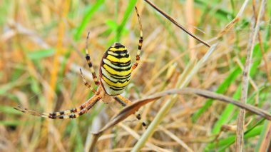 Zehirli bir örümcek. Orta Avrupa. Polonya. Örümcek ağın önüne geçecek. Tygrzyk paskowany (Argiope bruennichi) .