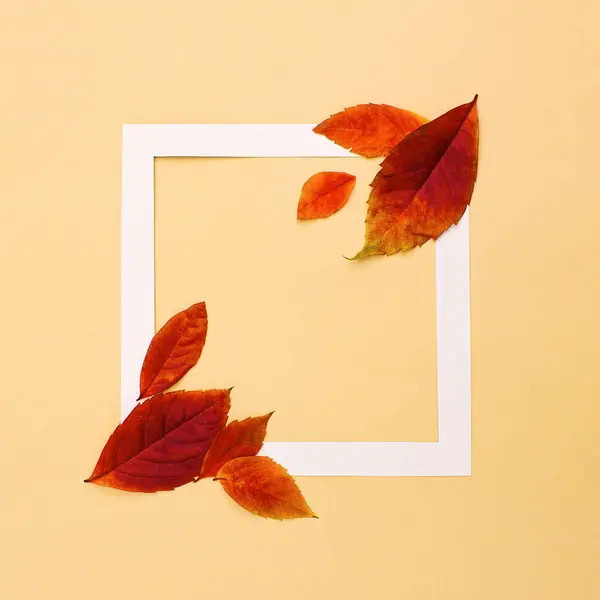Autumn leaves composition.  Walnut and plane tree leaf background in white frame. Falling leaves.