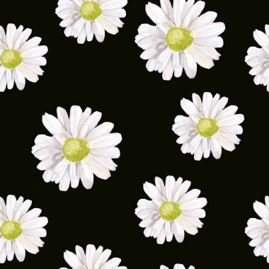 Papatyasız papatya desenli suluboya çizimi, tekstil düğün davetiyelerinin tasarımı için siyah arkaplan tabanında izole edilmiş.