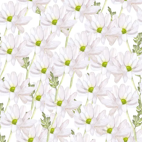 Papatyasız papatya desenli suluboya çizimi, kartpostalların tasarımı için beyaz arkaplan tabanında izole edilmiş, tekstil masa takımı davetiyeleri.