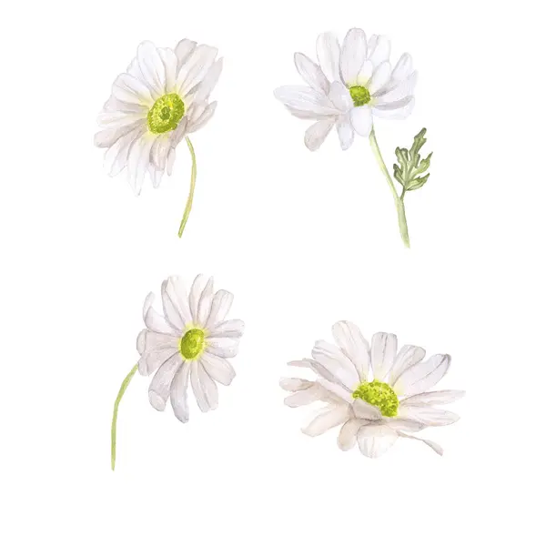 Kağıt tekstil masa takımı davetiyeleri tasarımı için beyaz arkaplan temelinde suluboya resimlerden oluşan papatya çiçeği seti