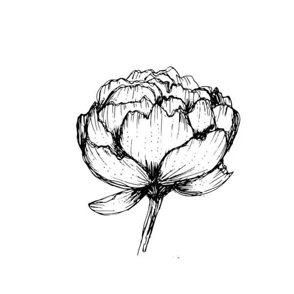 Beyaz arkaplanda siyah beyaz fiyasko kompozisyonu, elle çizilen şakayık çiçeği düğün davetiyesi paketlerinin tekstil kartlarının tasarımının temelidir..